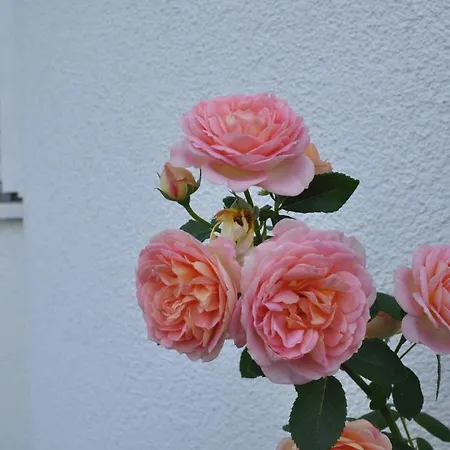 Guest house Double Two